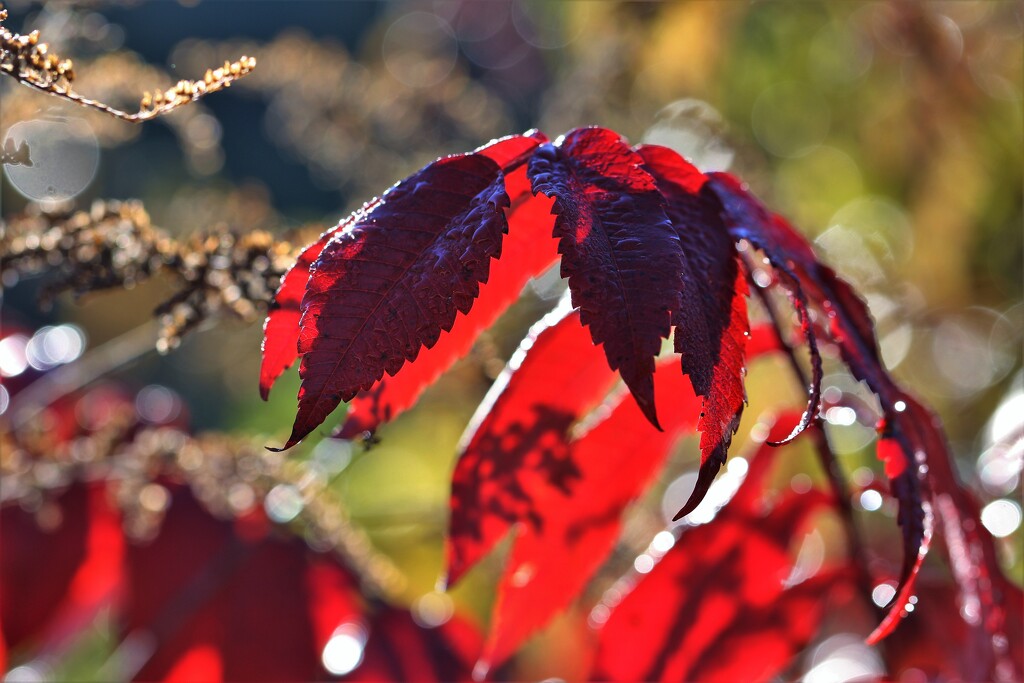 Red Red Leaves by lynnz