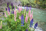 20th Nov 2021 - Lupins on the Arrow River