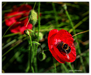 21st Nov 2021 - Bumbles in the Poppies