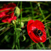 Bumbles in the Poppies by julzmaioro