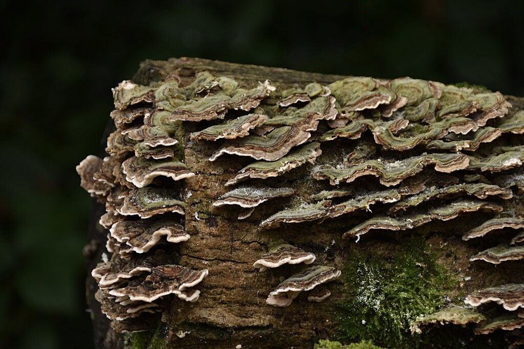 Fungi on a log. by wakelys