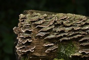 21st Nov 2021 - Fungi on a log.