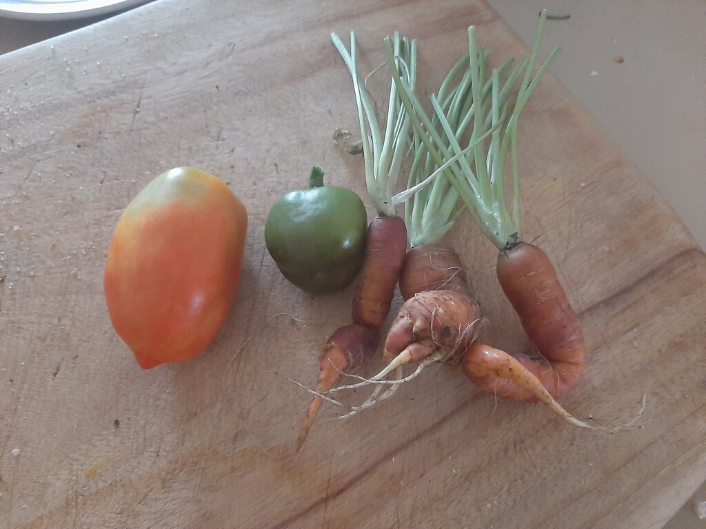 First Harvest  by mozette