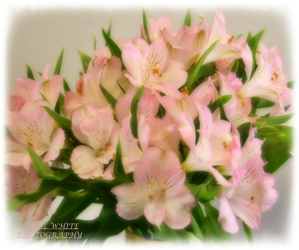 Lilies by carolmw