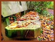 21st Nov 2021 - Fallen Leaves