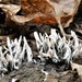 Candlesnuff fungus by julienne1