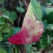 Such a Pretty Leaf by moirab