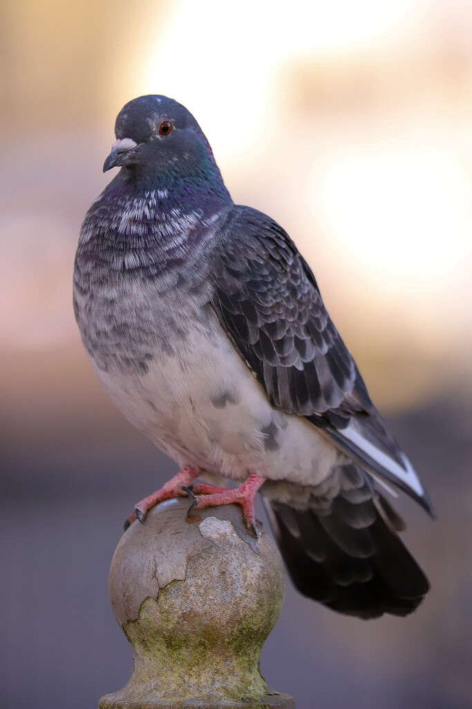 Posing Pigeon by phil_sandford