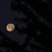 Beaver moon this morning  by radiogirl