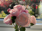 20th Nov 2021 - Roses from the Garden