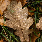 21st Nov 2021 - Oak Leaf