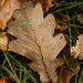 Oak Leaf by 365nick