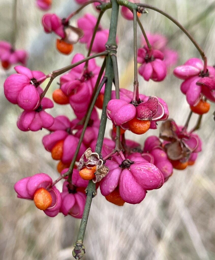 European Spindle Tree by tinley23
