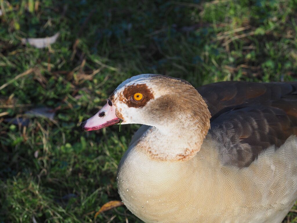 Adventurous Nile Goose by jacqbb