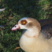 Adventurous Nile Goose by jacqbb