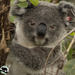 youth is so photogenic by koalagardens