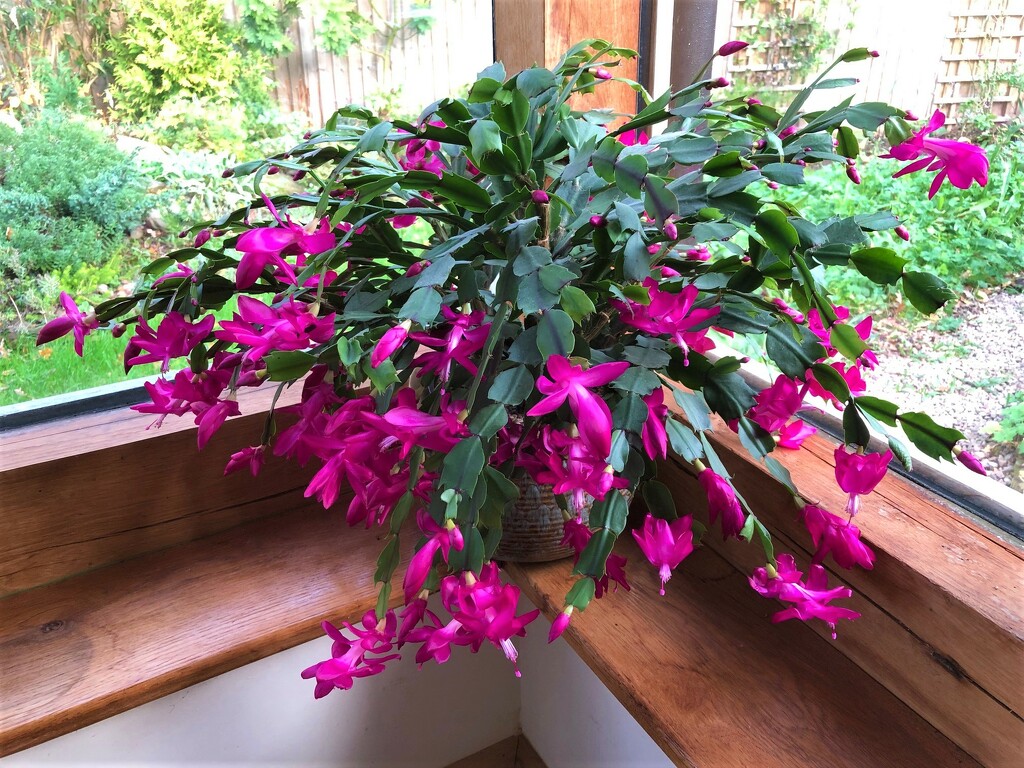  Christmas Cactus - The Whole Plant  by susiemc