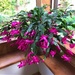  Christmas Cactus - The Whole Plant  by susiemc