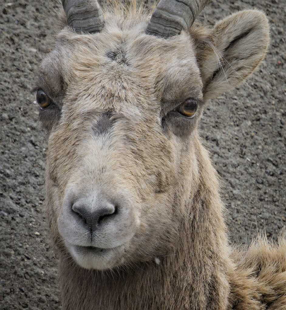 Big Horn Sheep by gardencat