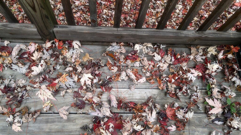 Maple leaves all around me... by marlboromaam