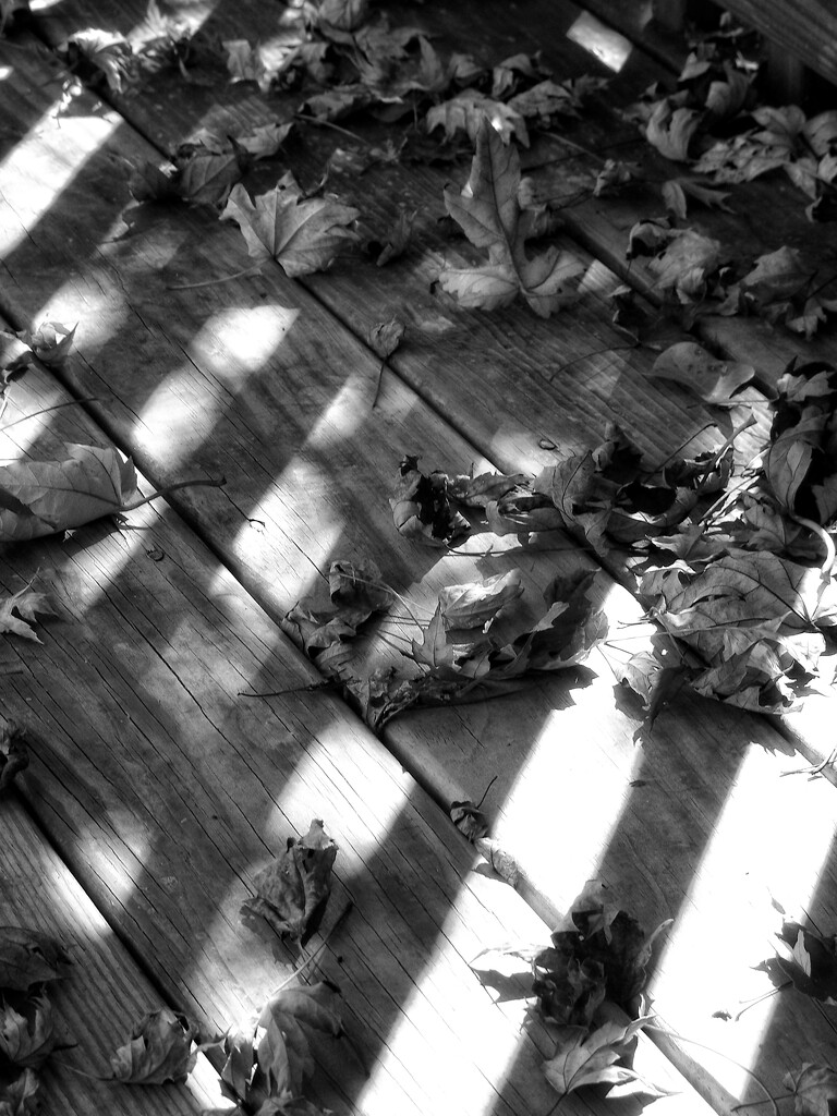 Shadows and fallen maple leaves... by marlboromaam