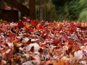 22nd Nov 2021 - What it's like to be a fallen maple leaf...