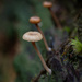 More mushrooms Collin's Campground  by theredcamera