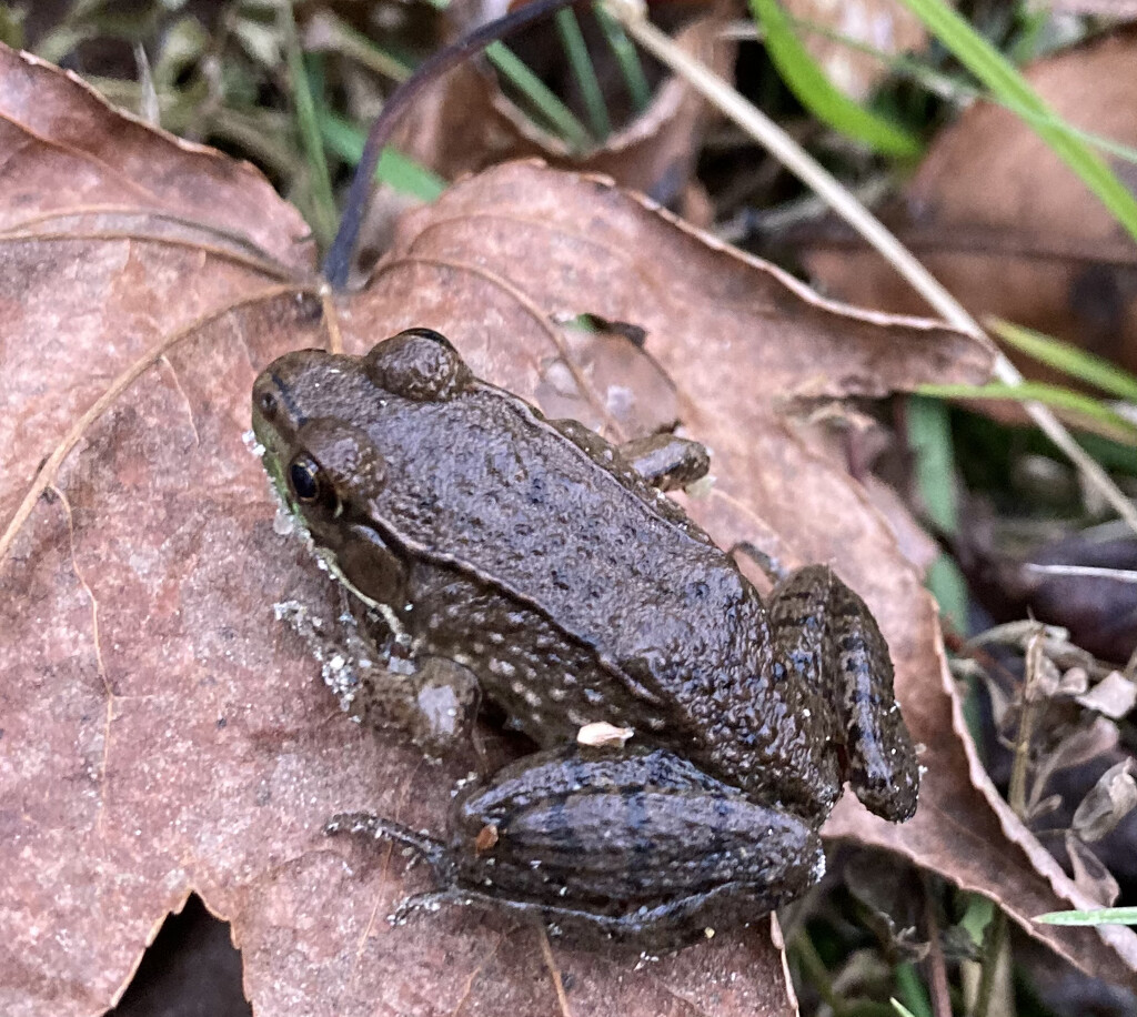 don’t frogs hibernate? by wiesnerbeth