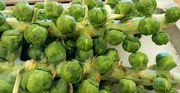 21st Nov 2021 - Brussel  Sprouts