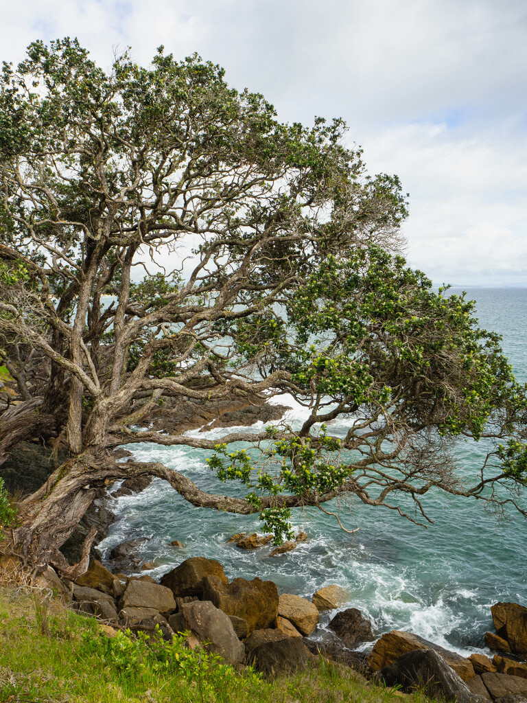 coastal walk by christinav