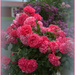 Lorne’s Roses by dide