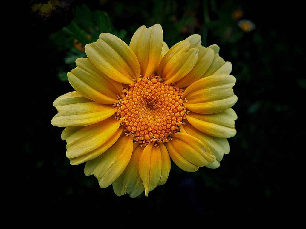 Chrysanthemum by etienne