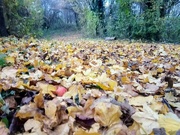 22nd Nov 2021 - Autumn.. leafy path