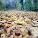 Autumn.. leafy path by 365projectorgjoworboys