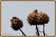 22nd Nov 2021 - Thistle Seed-Heads