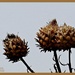 Thistle Seed-Heads by carolmw