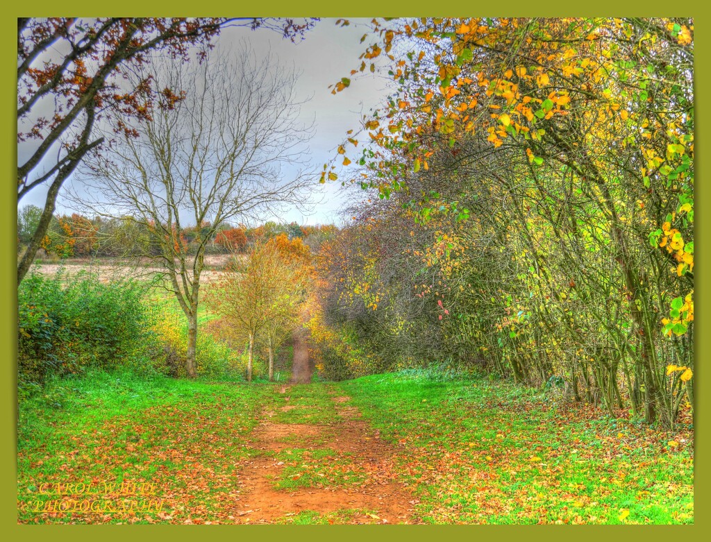 Country Lane by carolmw