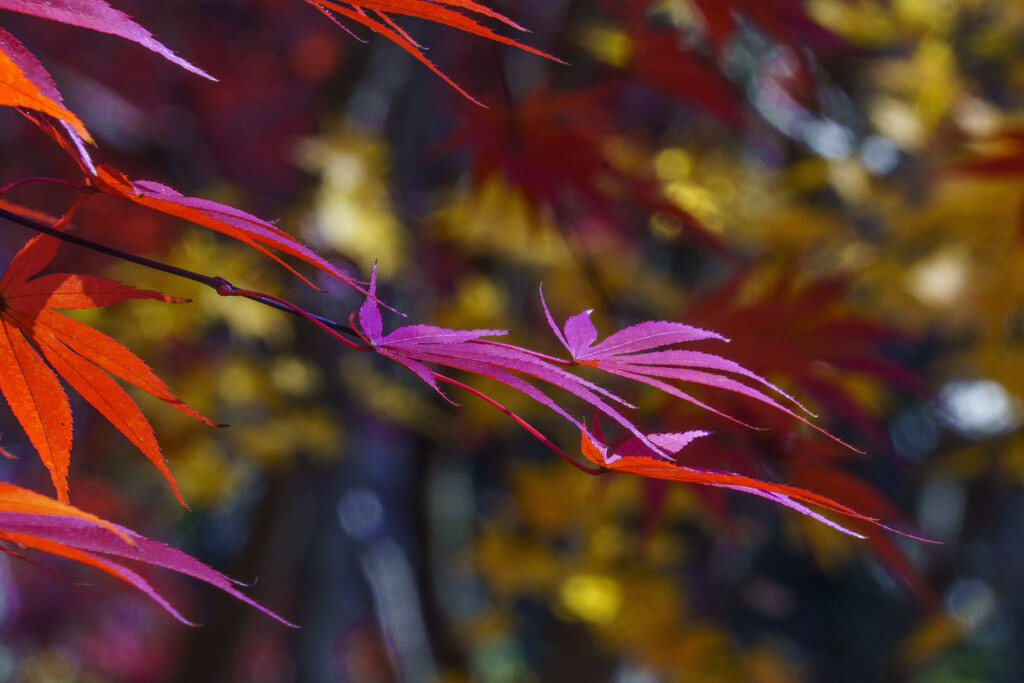Colorful Leaves by k9photo