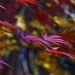 Colorful Leaves by k9photo