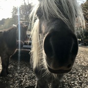 20th Nov 2021 - Pony Greetings 