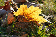 19th Nov 2021 - Lit Maple Leaf