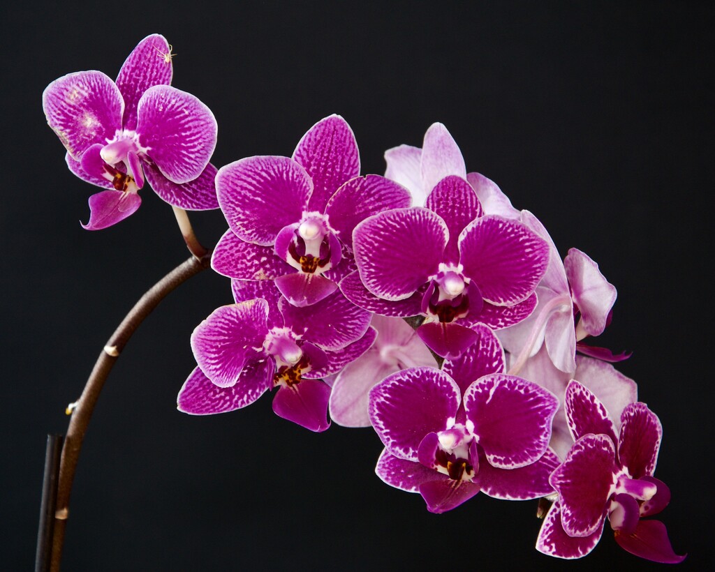Another Jumping Orchid For My CollectionDSC_9704 by merrelyn