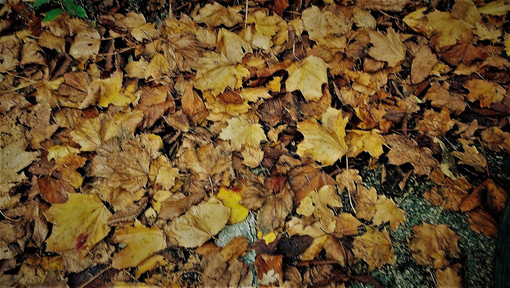 Autumn leaves  by beryl