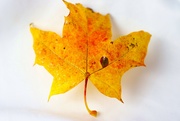 22nd Nov 2021 - Autumn Leaves