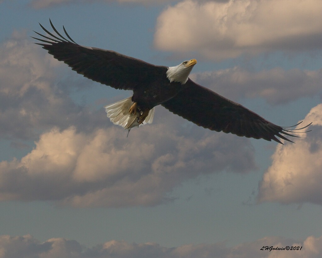 LHG_4356_ Eagle in flight with Fish by rontu