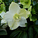  Variety Of Hellebore.  by wendyfrost