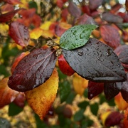 22nd Nov 2021 - Leaves of many colors