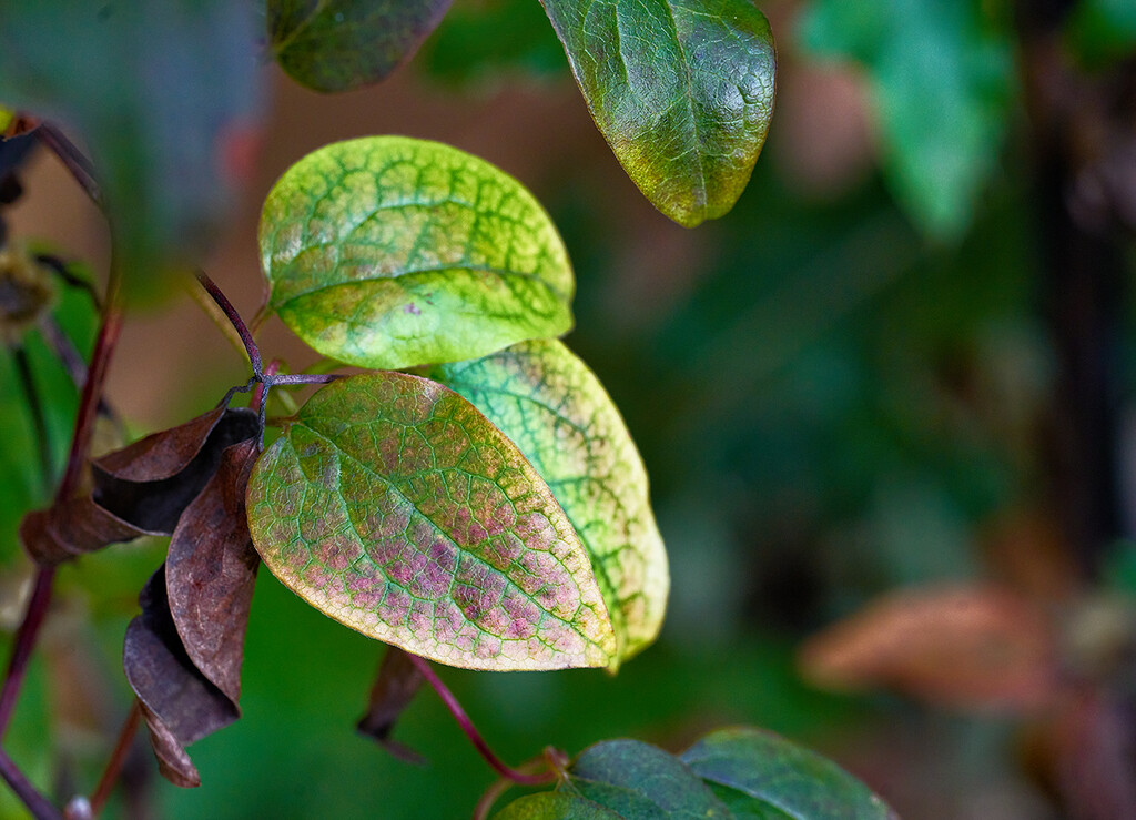 Clematis Leaves by gardencat