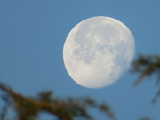 22nd Nov 2021 - The morning moon bouncing on a branch