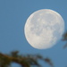 The morning moon bouncing on a branch by anitaw